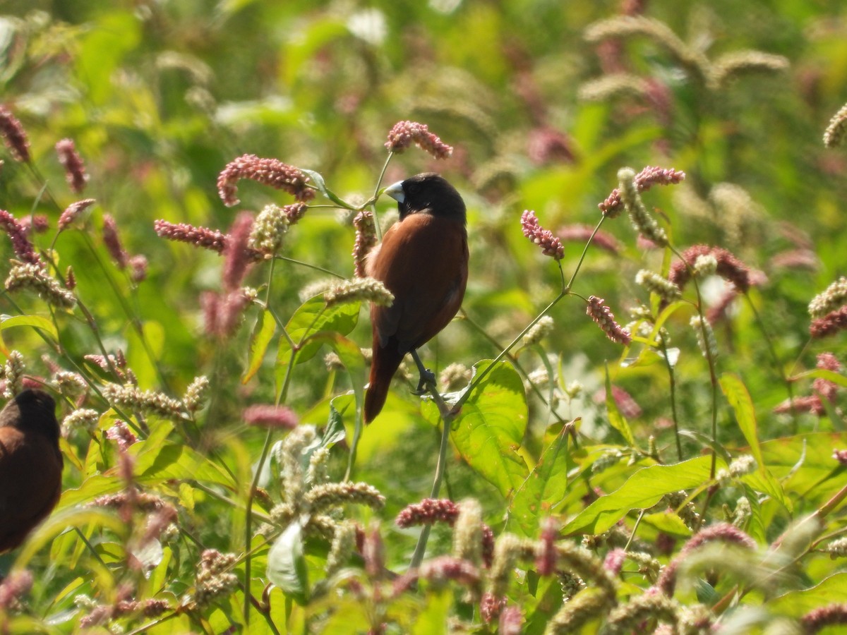 Chestnut Munia - ML530145101
