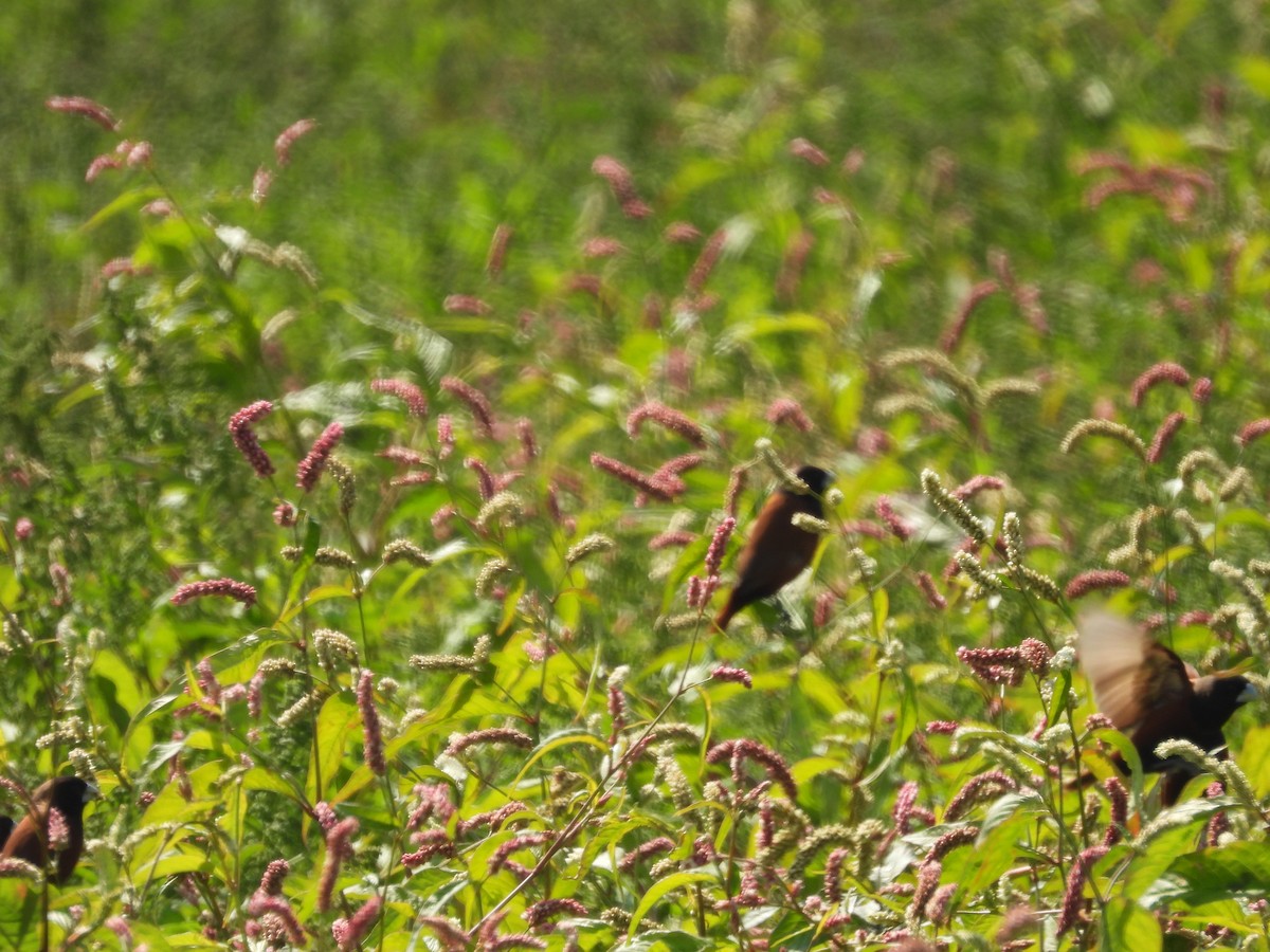 Chestnut Munia - ML530145111