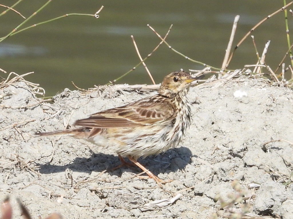 פפיון אדום-גרון - ML530145261