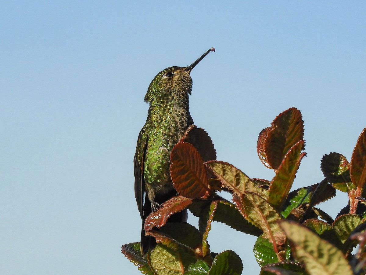 Metalura Verde - ML530146251