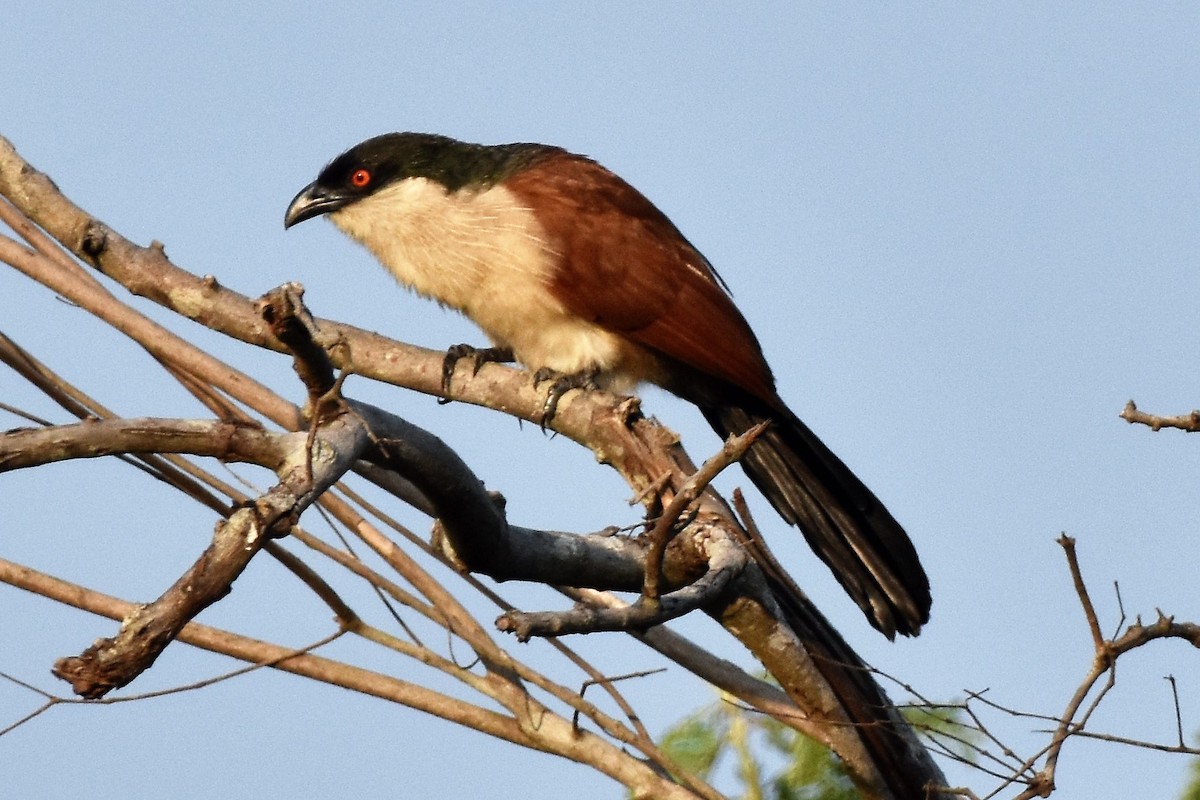 Senegal Coucal - ML53014671