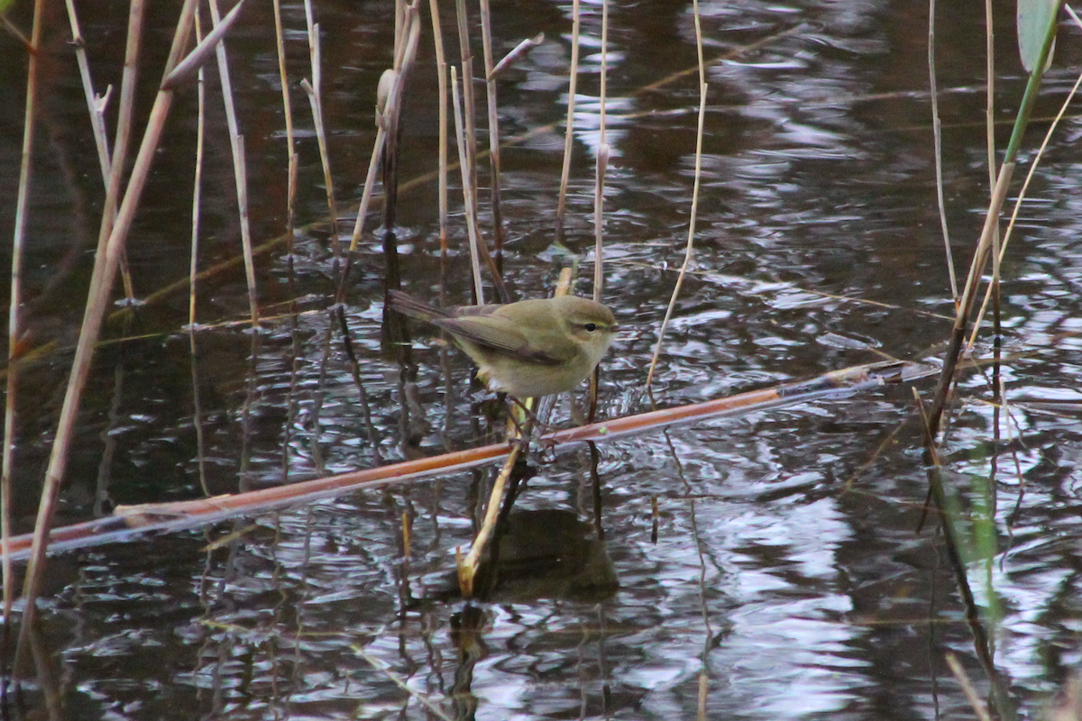 Common Chiffchaff - ML530146981