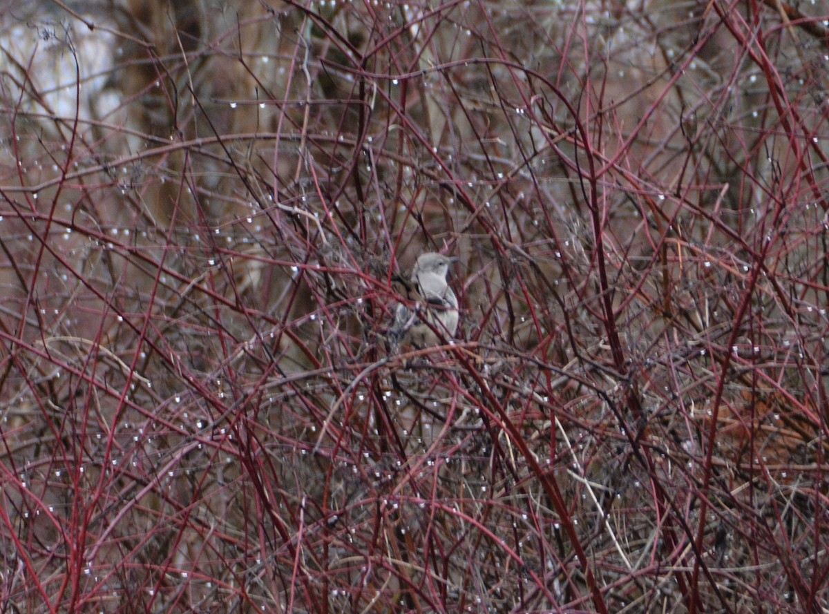 Northern Mockingbird - ML530147681