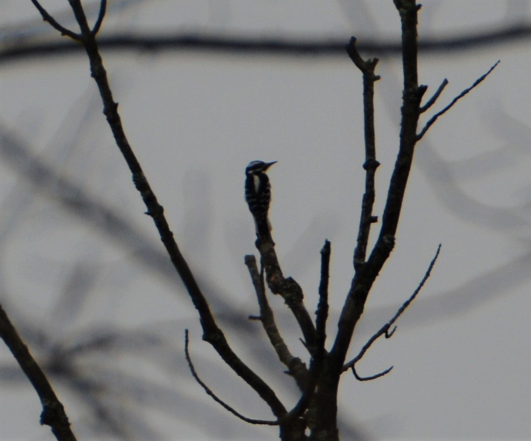 Hairy Woodpecker - ML530147761