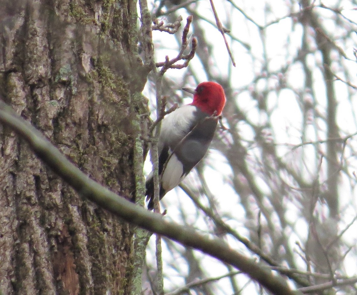 Red-headed Woodpecker - ML530147821
