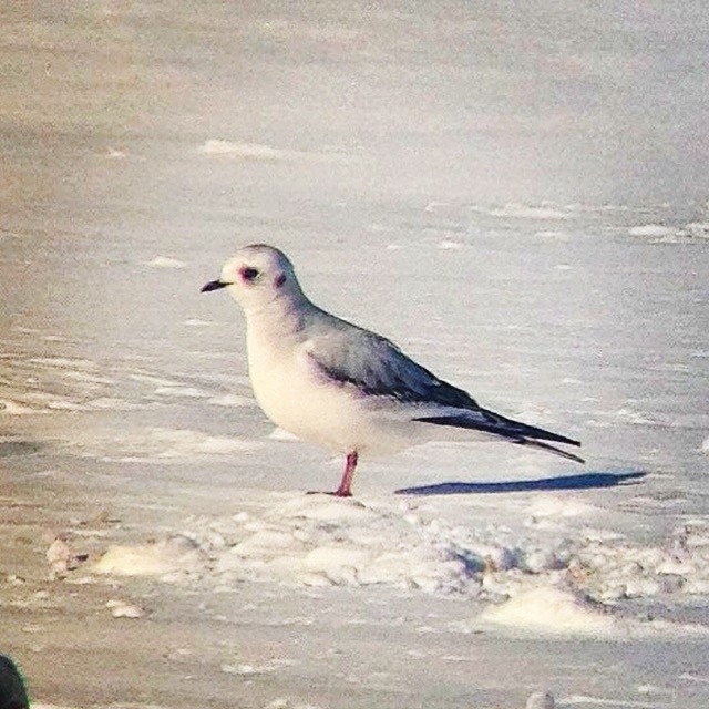 Mouette rosée - ML530148201