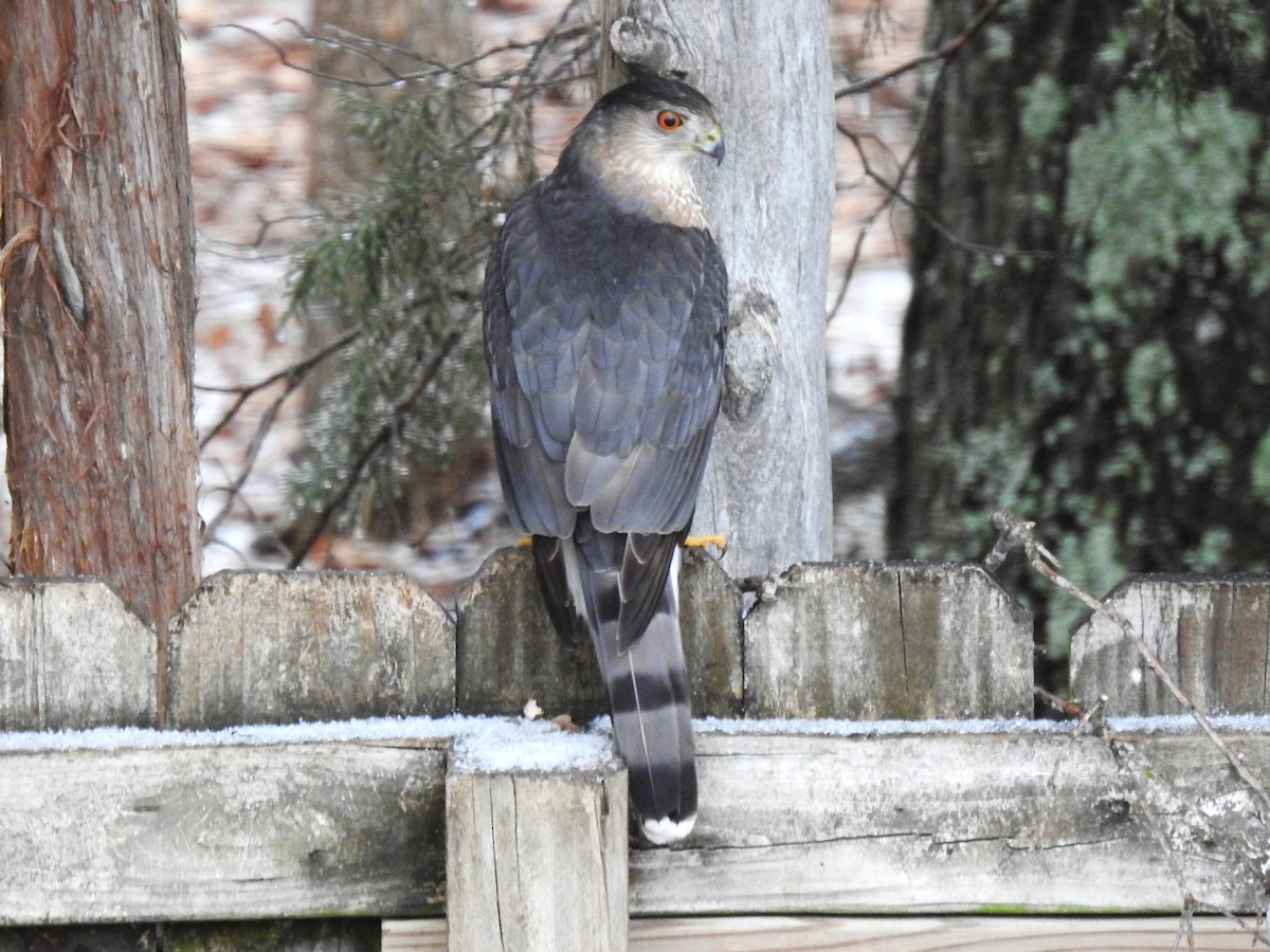 Cooper's Hawk - ML530148271