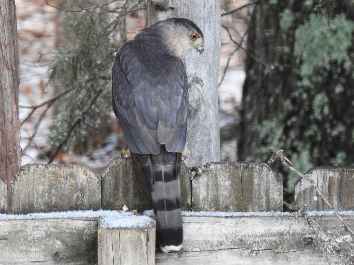 Cooper's Hawk - ML530148291