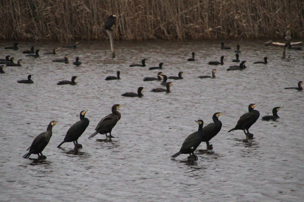 Great Cormorant - ML530148711