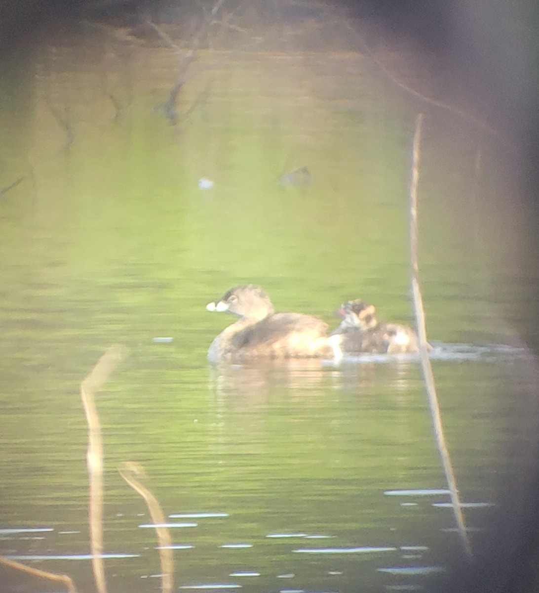 Pied-billed Grebe - Jahnyah Brooks