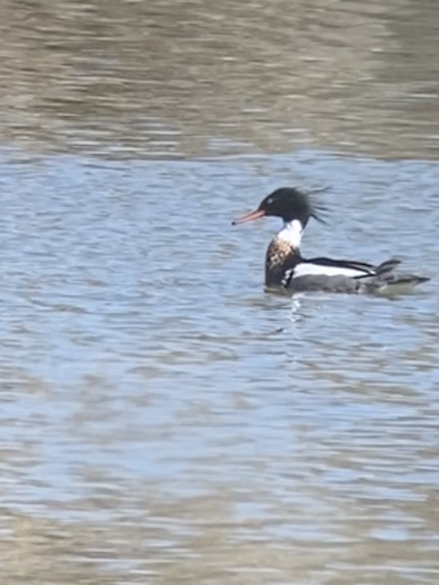 Red-breasted Merganser - ML530149851