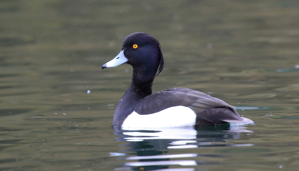Tufted Duck - ML530150031