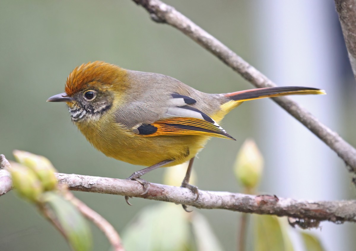Chestnut-tailed Minla - ML530150071