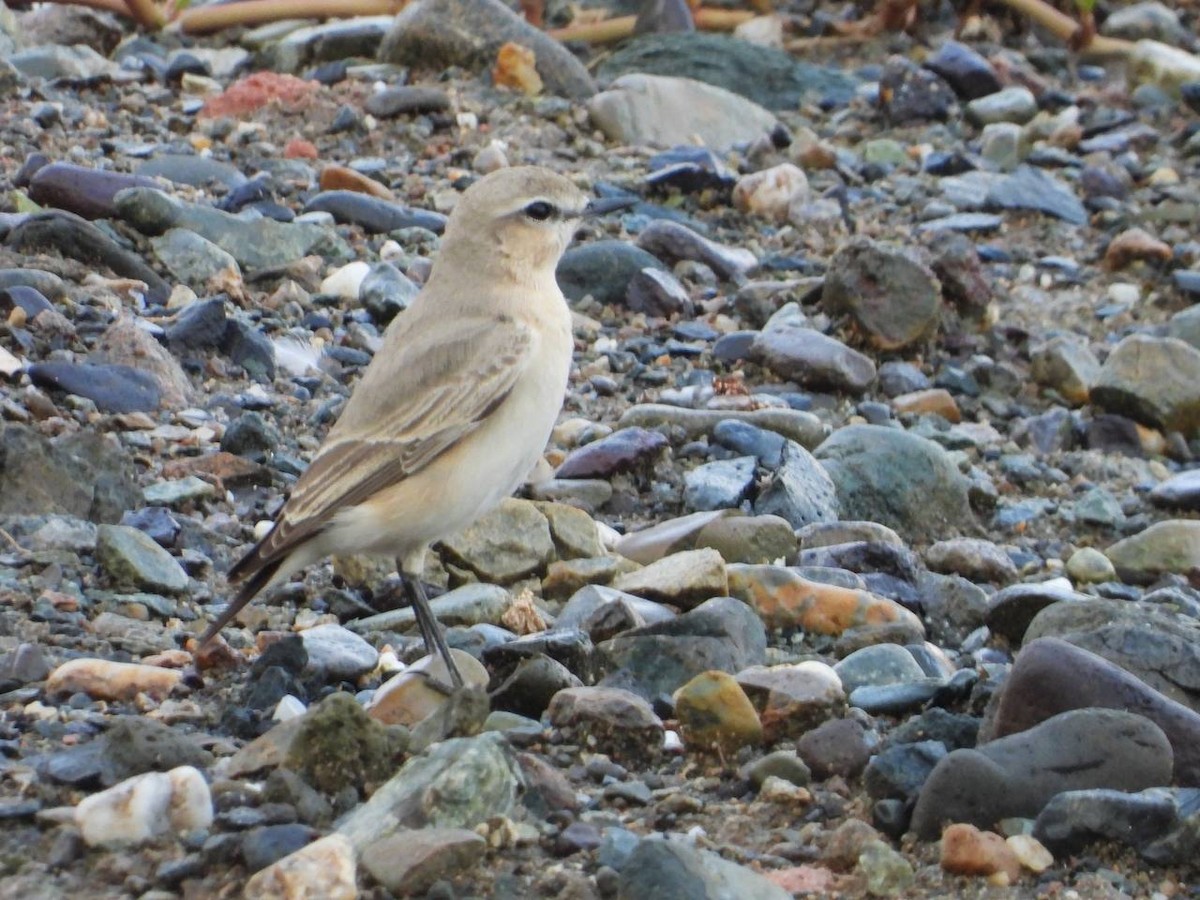 Isabelline Wheatear - ML530150241