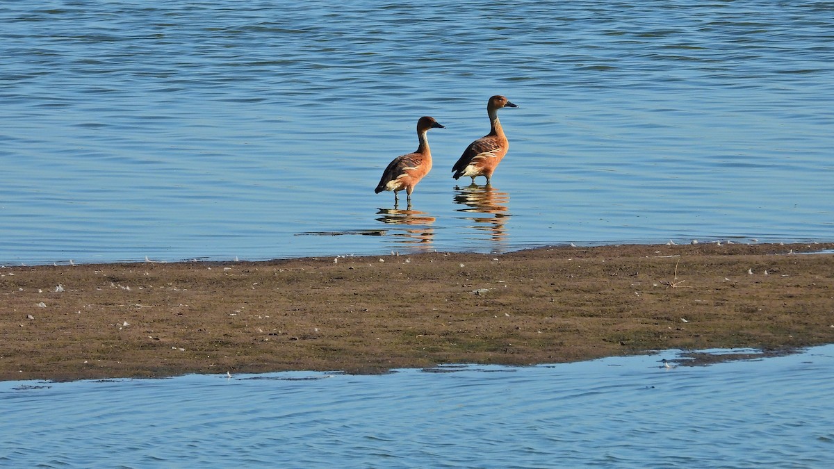 Fulvous Whistling-Duck - ML530151181