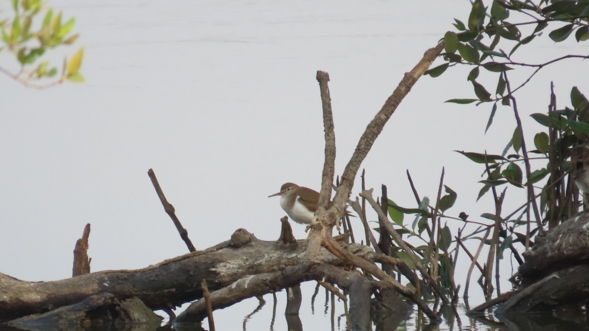 Common Sandpiper - ML530151291