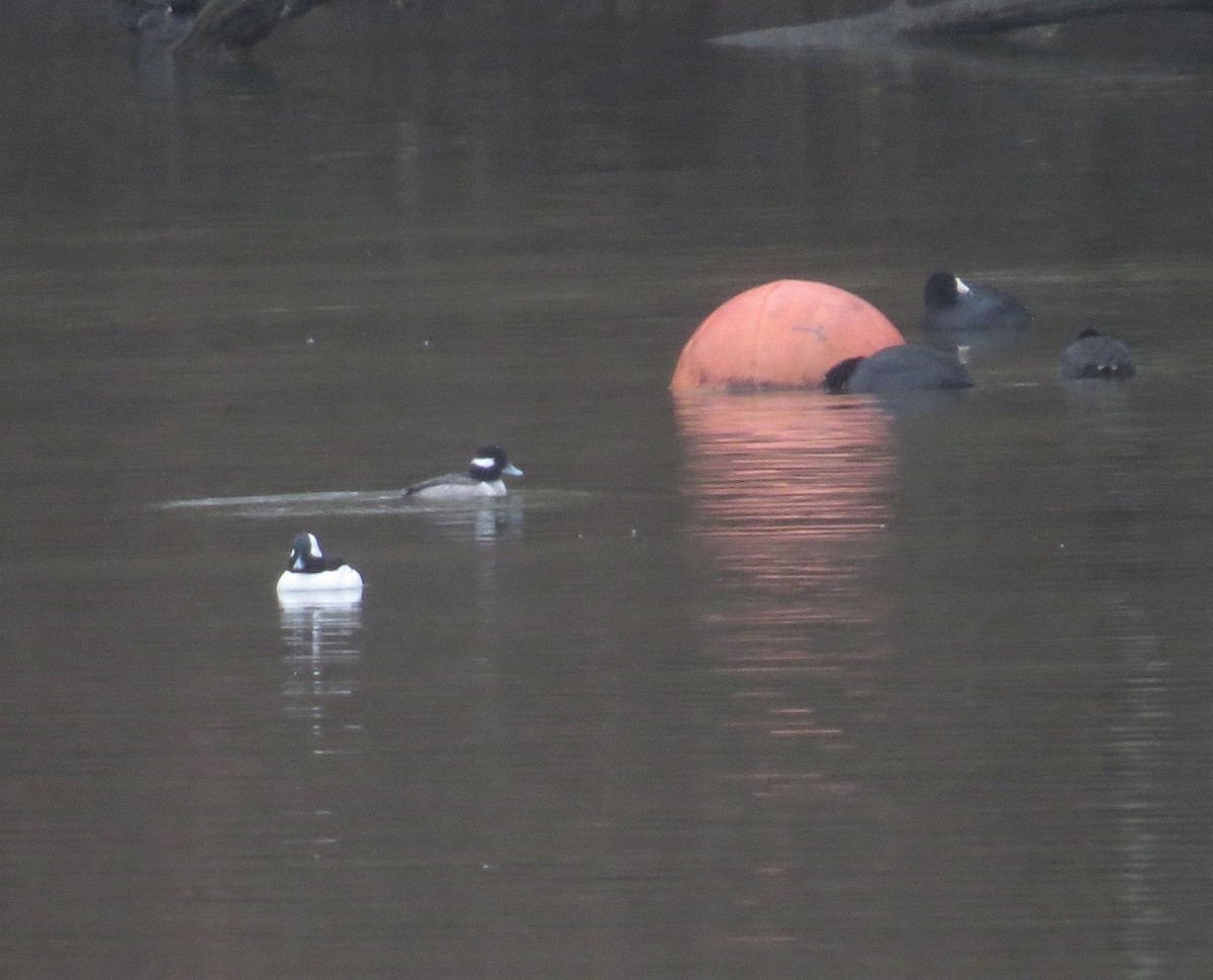 Bufflehead - ML530151341