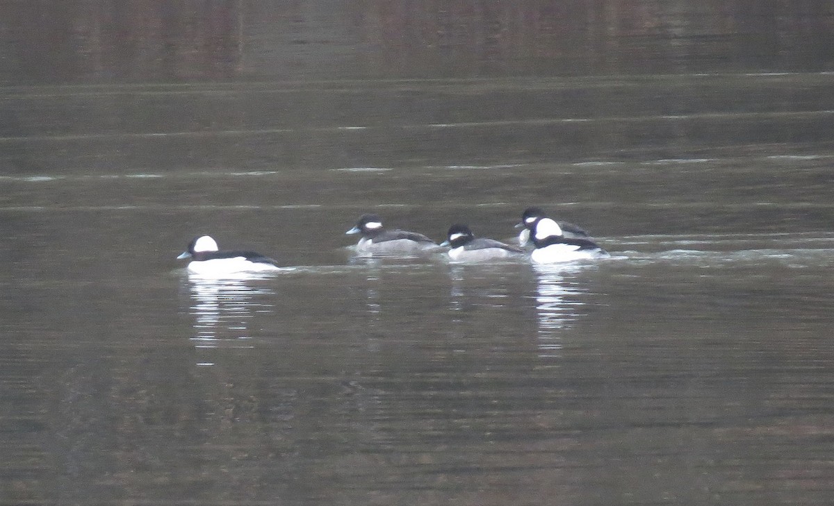 Bufflehead - ML530151351