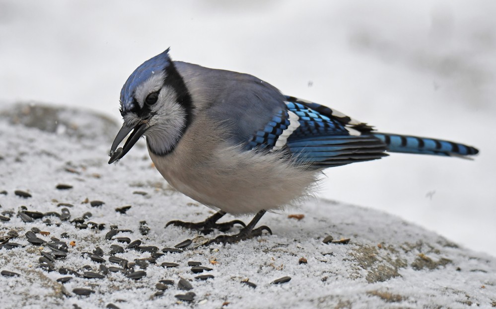 Blue Jay - ML530151521