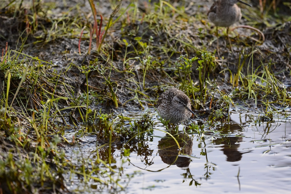 Bruchwasserläufer - ML530152411