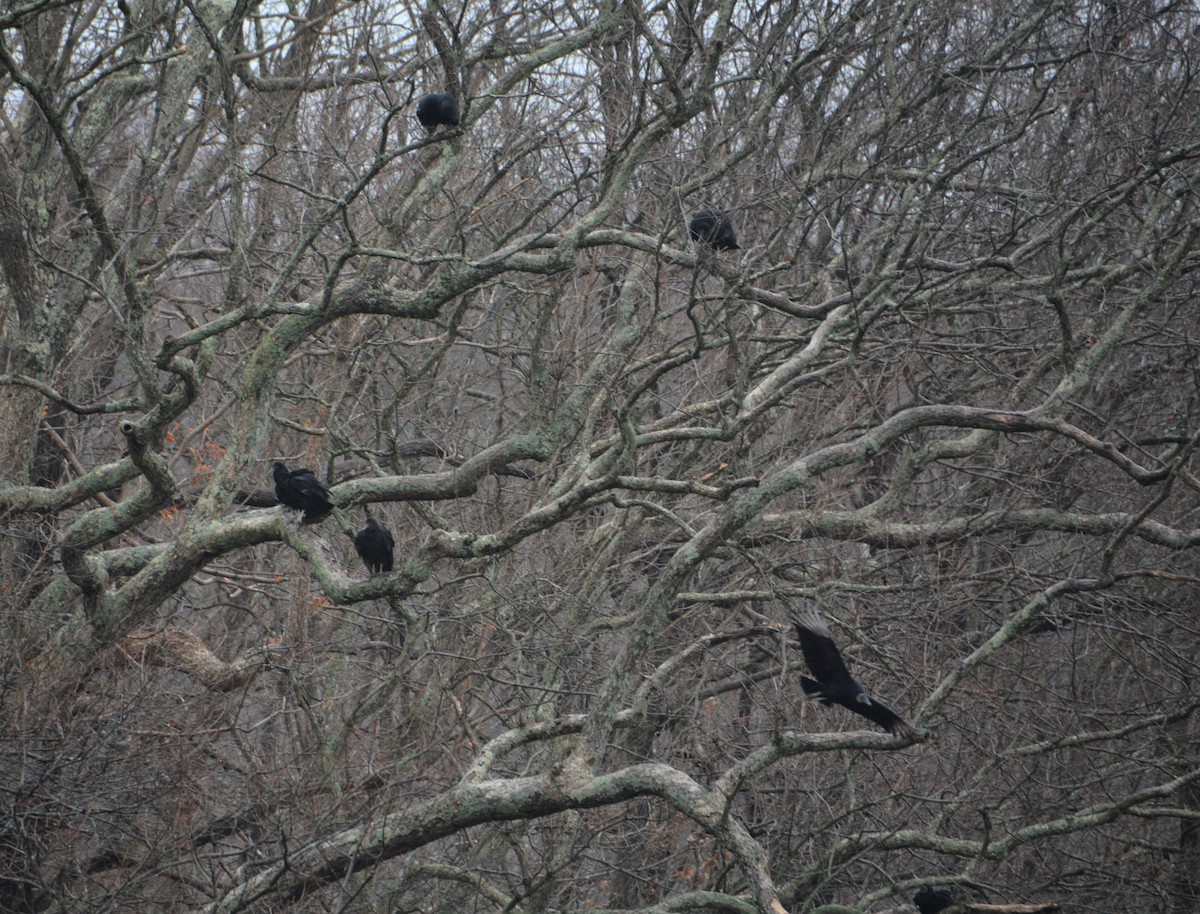 クロコンドル - ML530152901