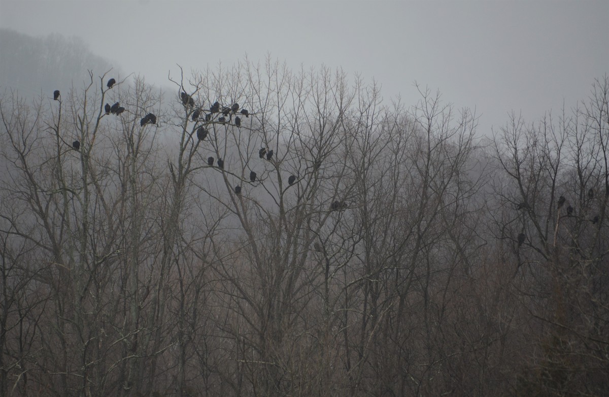 クロコンドル - ML530152921