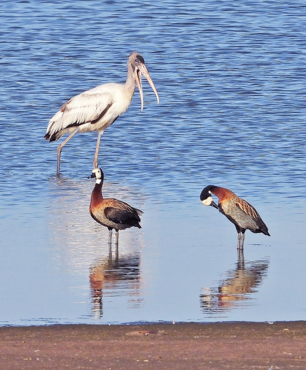 Wood Stork - ML530152951