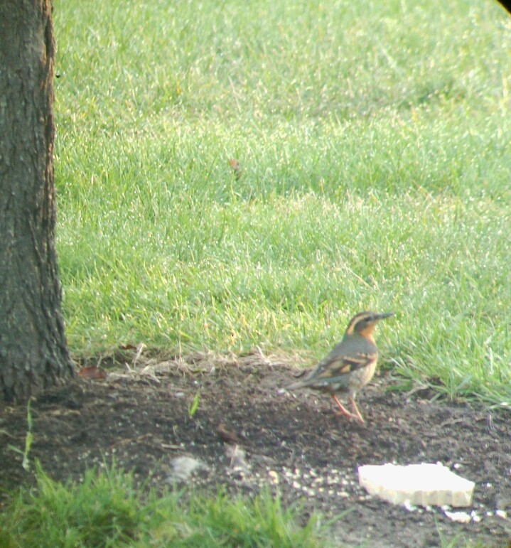 Varied Thrush - ML530153541