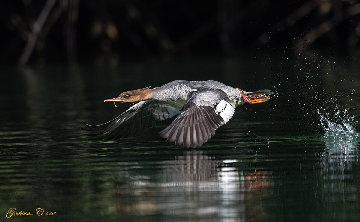 Scaly-sided Merganser - ML530153751