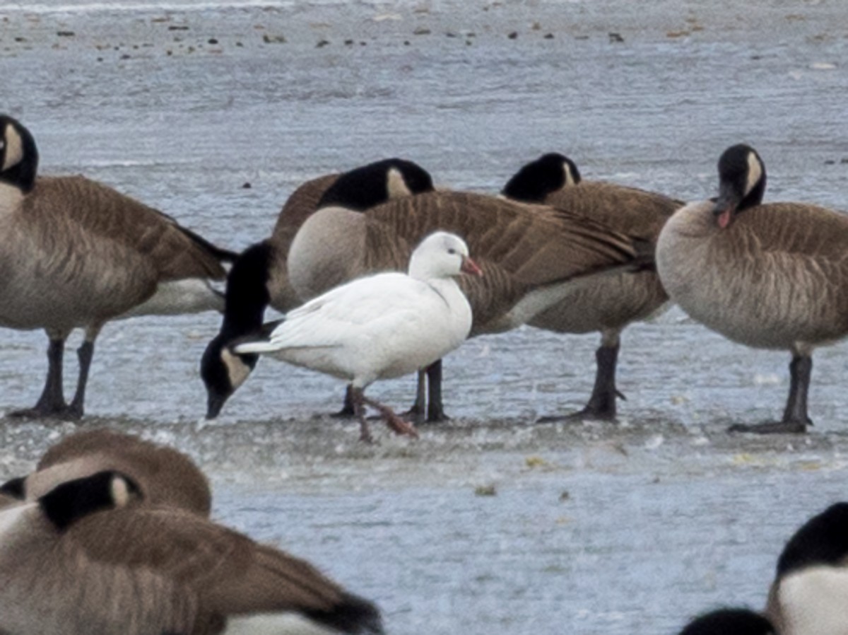 Ross's Goose - ML530153951