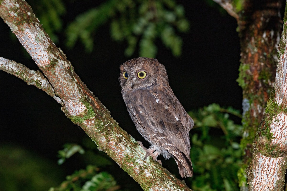 Madagascar Scops-Owl - ML530153961
