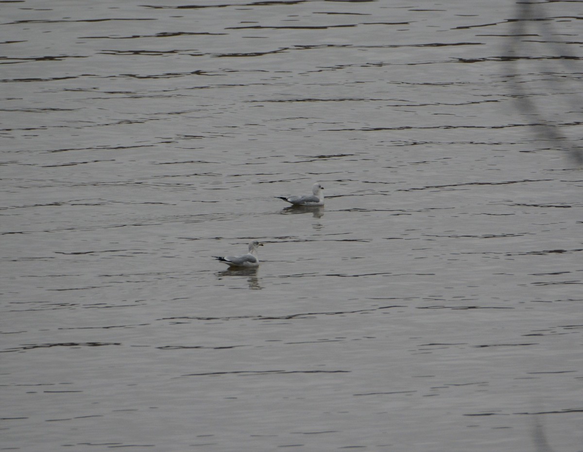 Ring-billed Gull - ML530154391