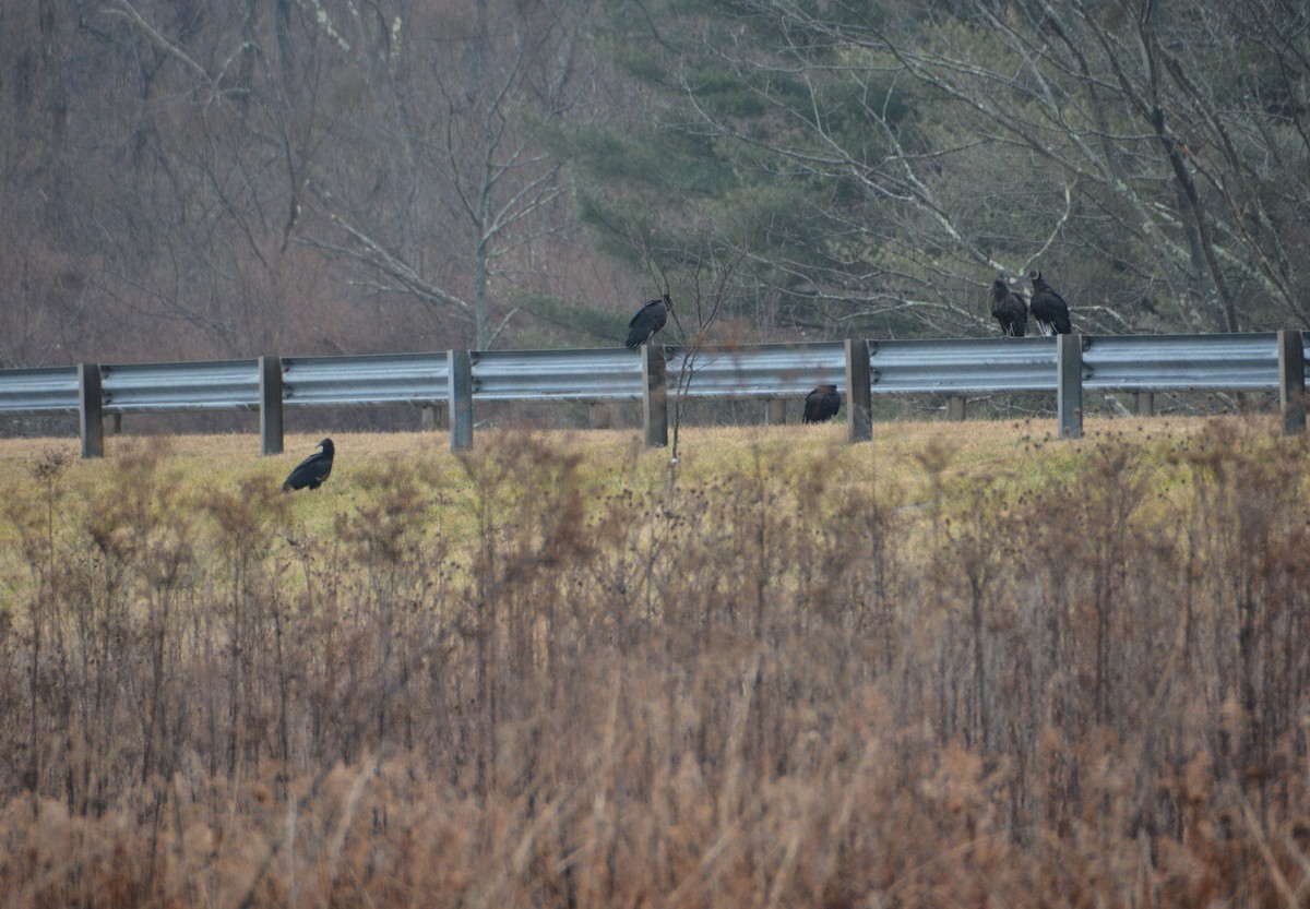 Black Vulture - ML530154481