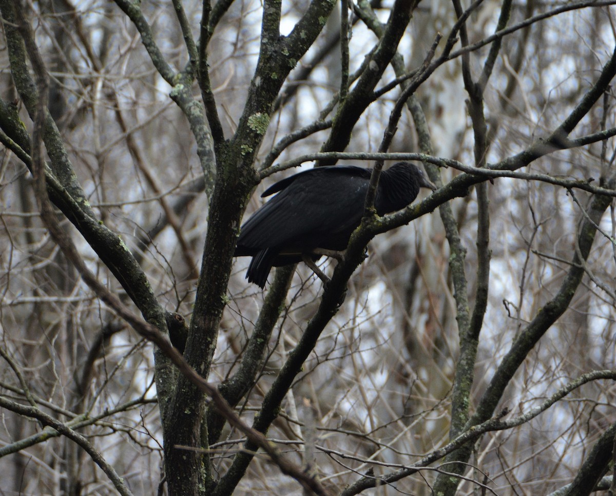 Black Vulture - ML530154551