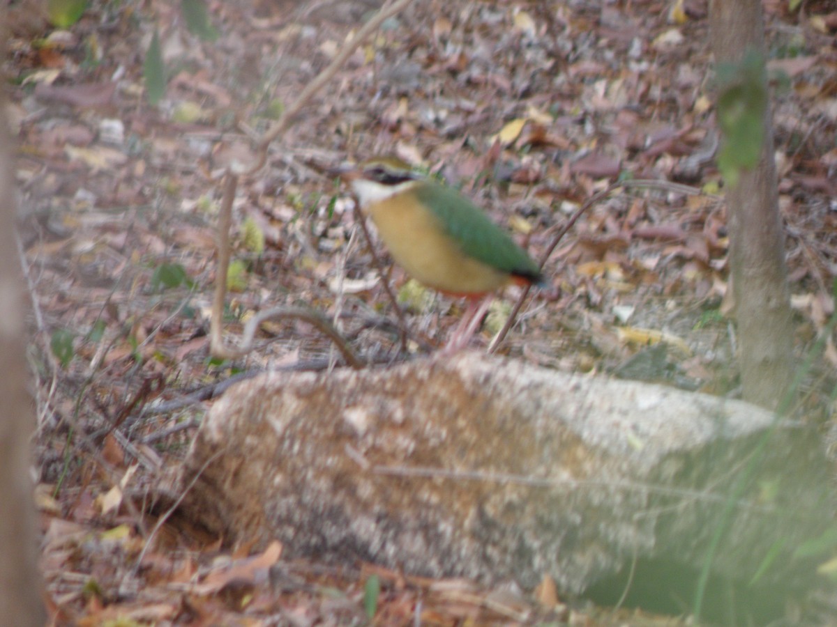 Indian Pitta - ML53015541