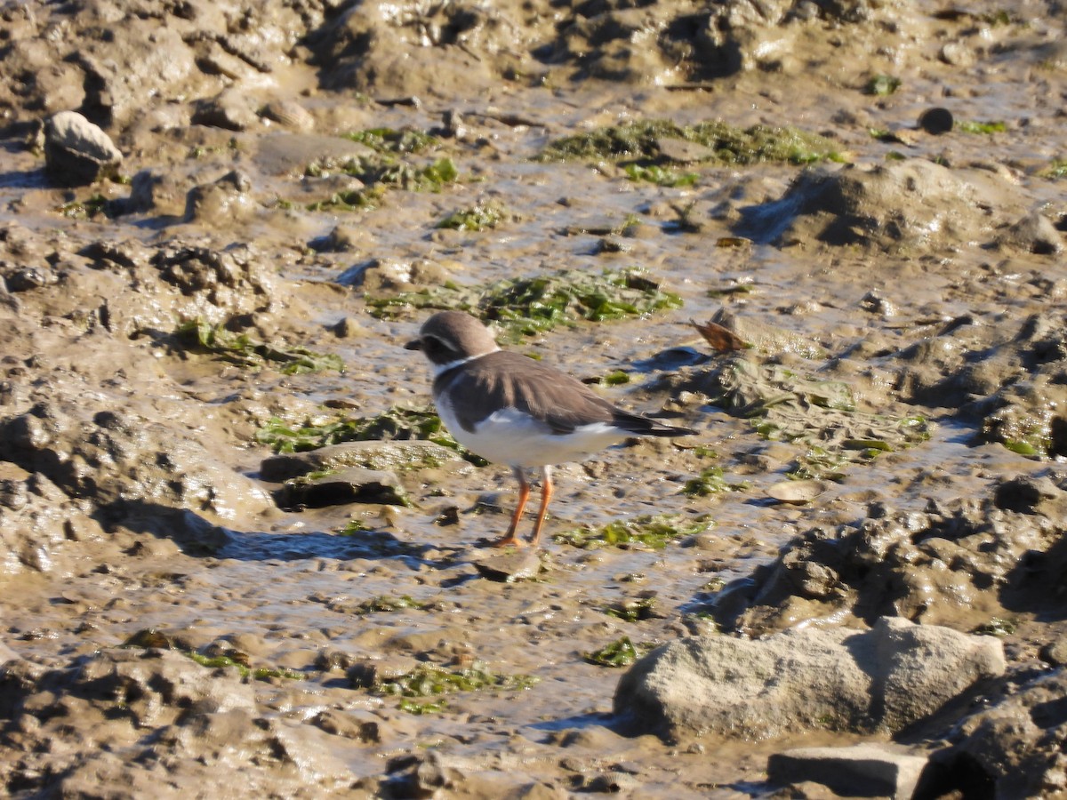 Common Ringed Plover - ML530155881