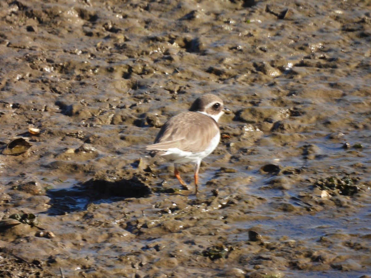 Common Ringed Plover - ML530155891