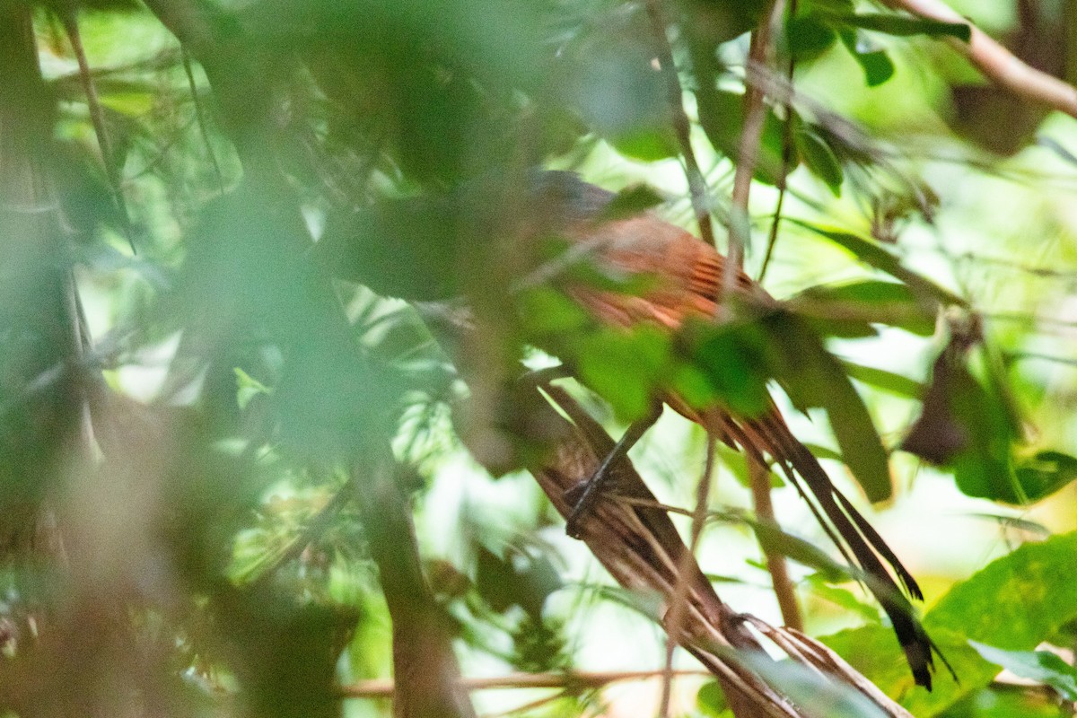 Malagasy Coucal - ML530156501