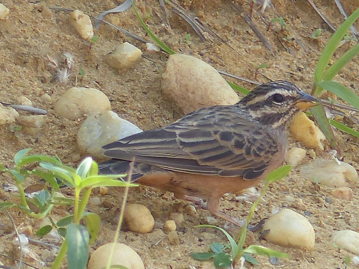 Cinnamon-breasted Bunting - ML53015651