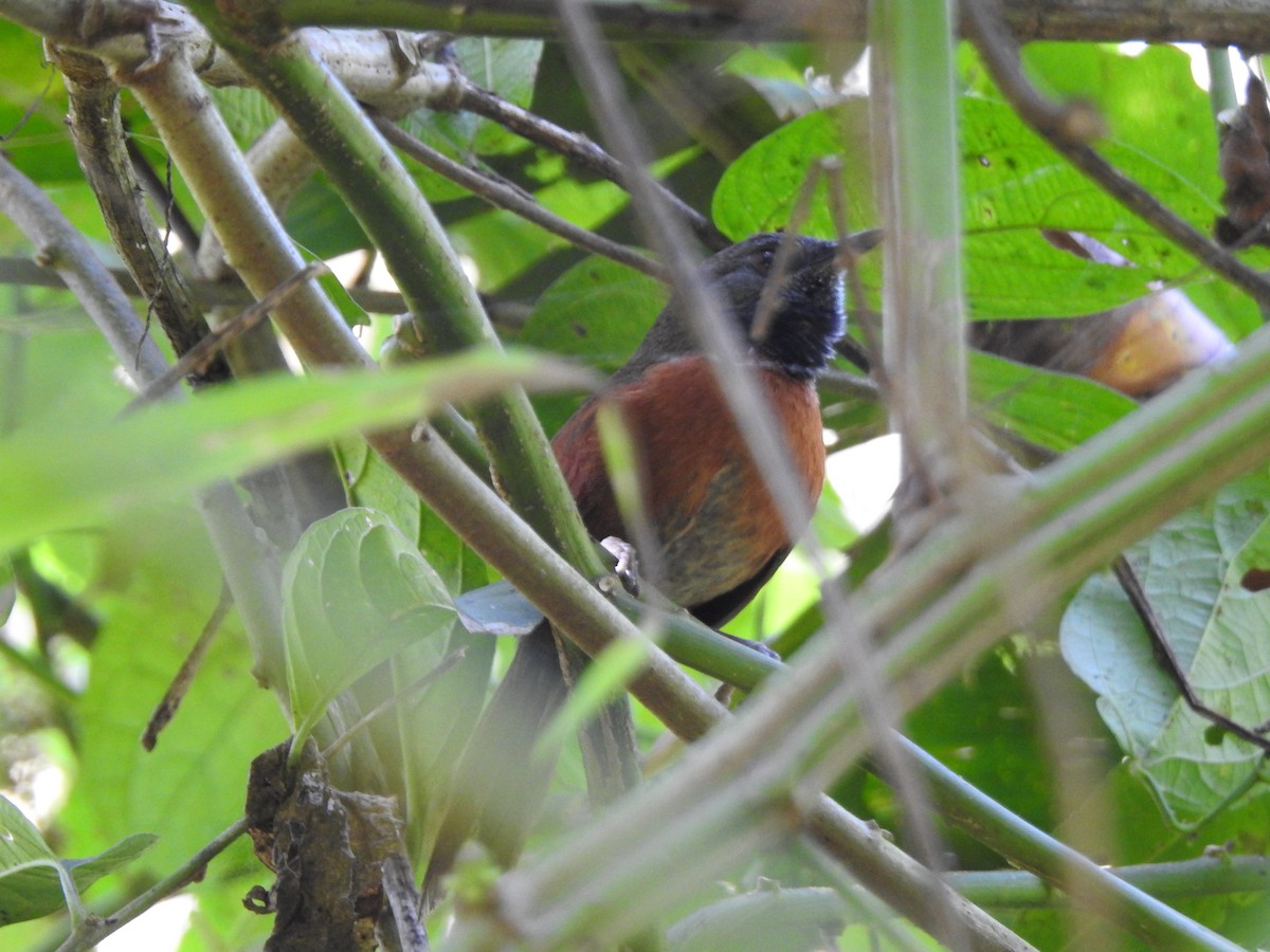 Rufous-breasted Spinetail - Isis Castro-Alberto  (Choose Honduras)