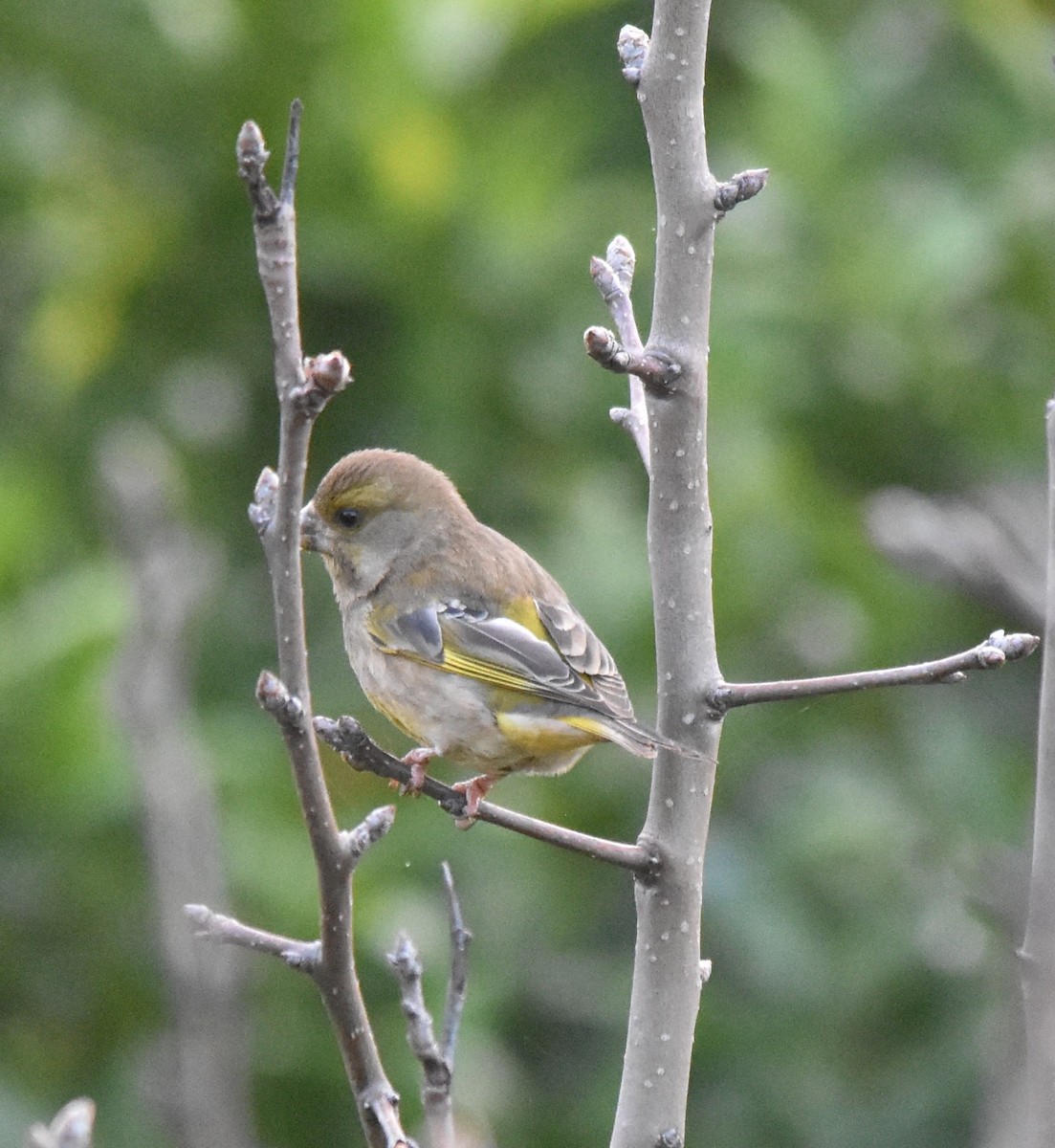 European Greenfinch - ML530157641