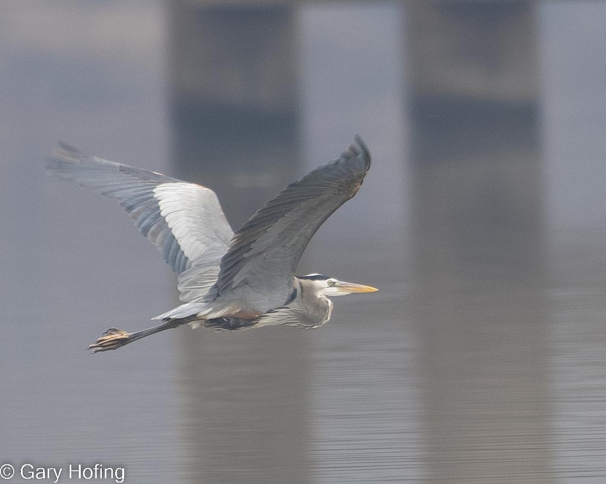 Great Blue Heron - ML530157861