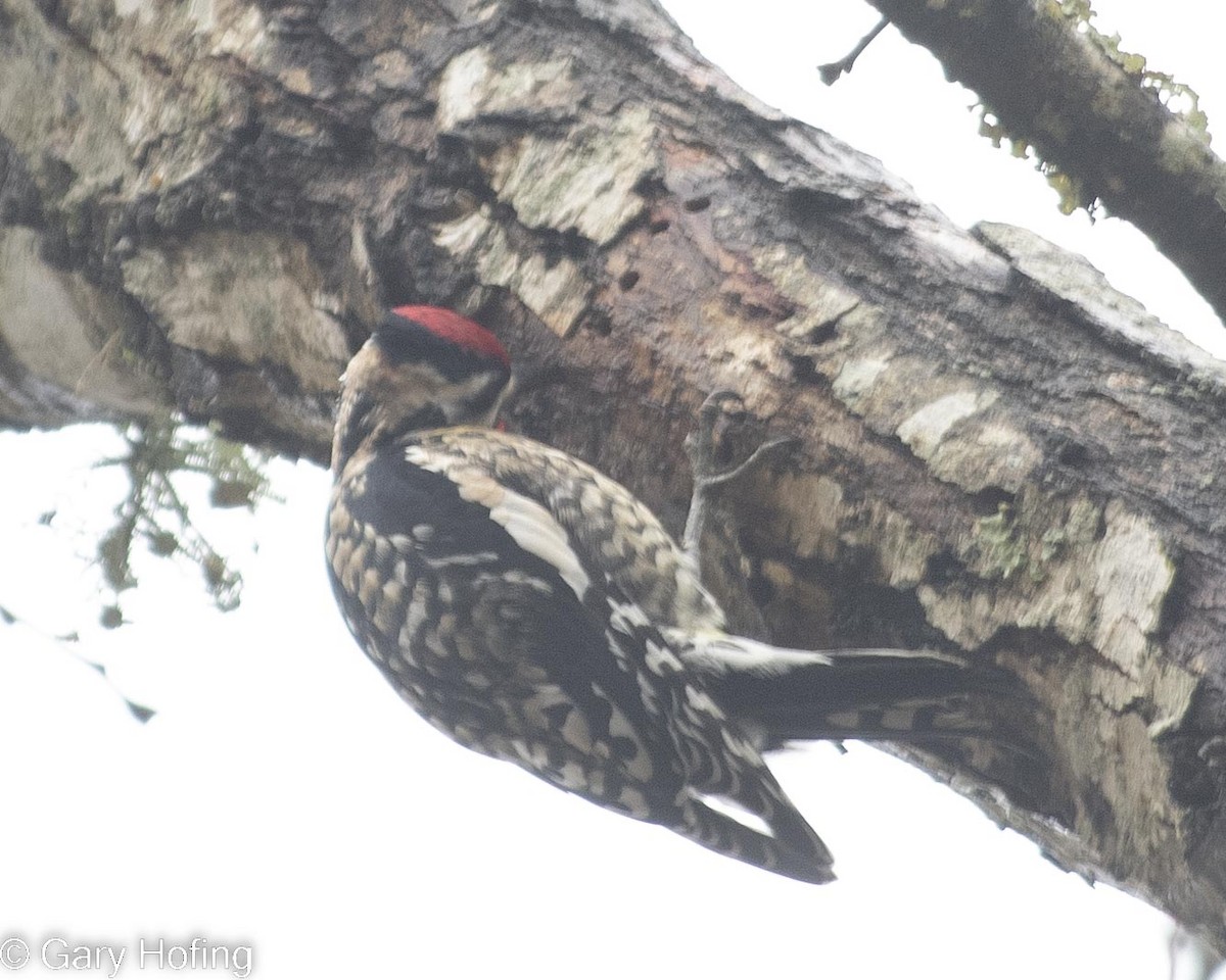 Yellow-bellied Sapsucker - ML530157881