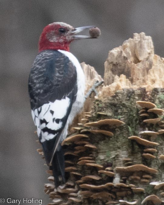 Red-headed Woodpecker - Gary Hofing