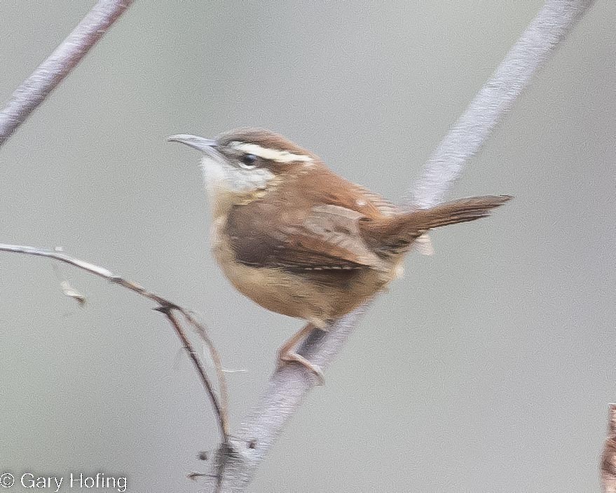 Carolina Wren - ML530158051