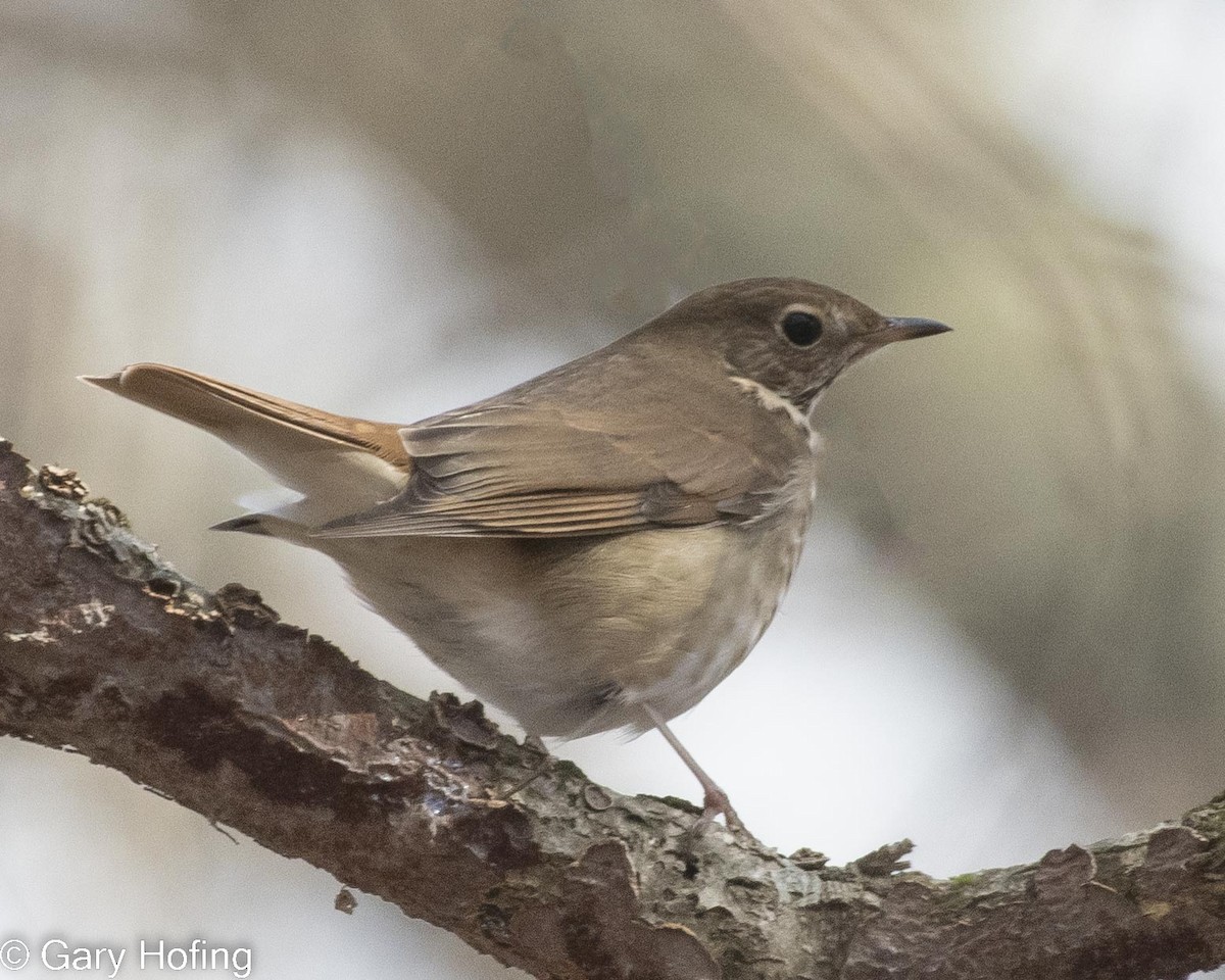 Hermit Thrush - ML530158141