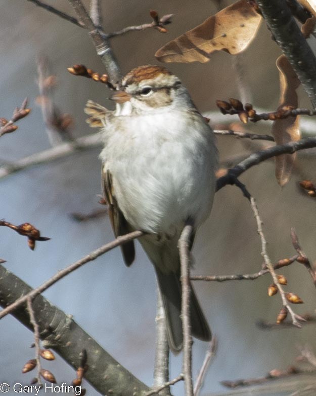 Chipping Sparrow - ML530158191