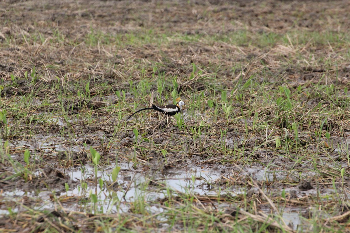 Jacana Colilarga - ML530158201