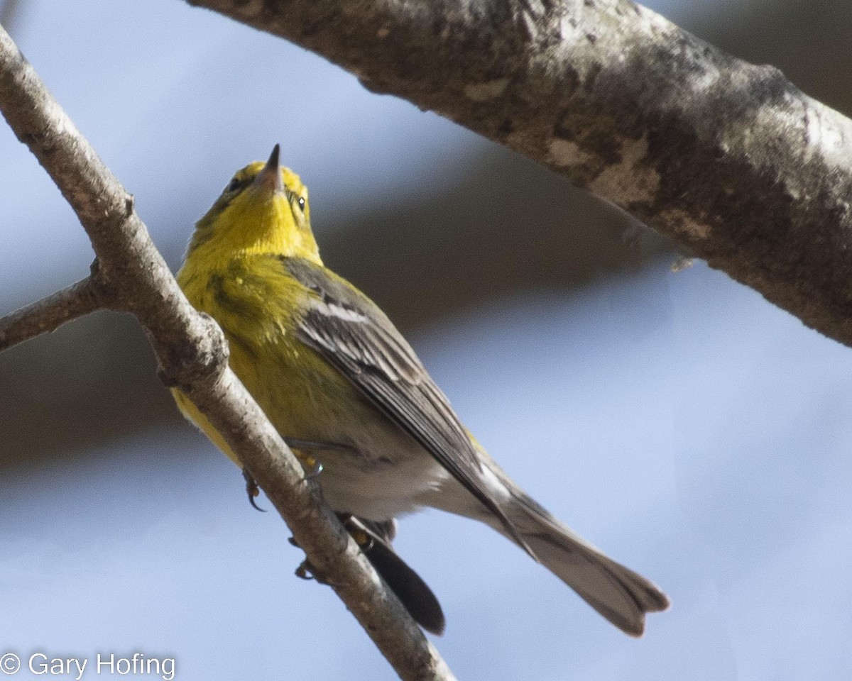 Pine Warbler - ML530158351