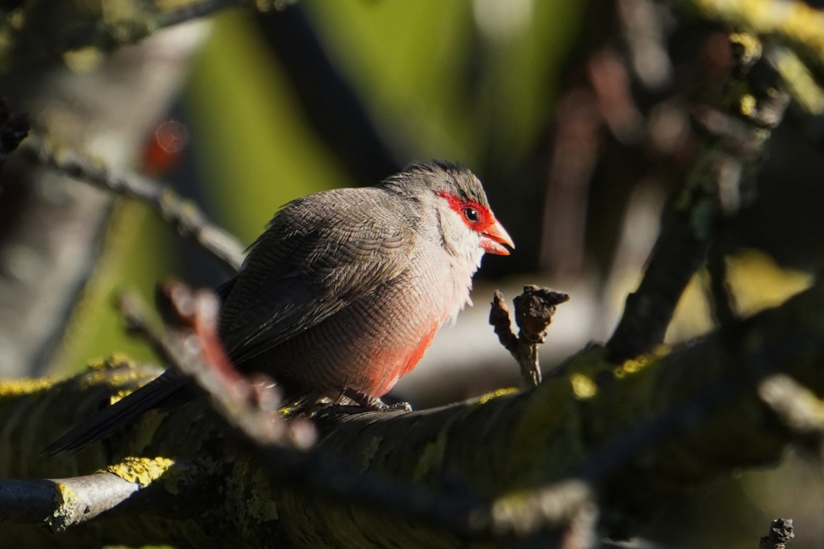 Common Waxbill - Paulo Fernandez